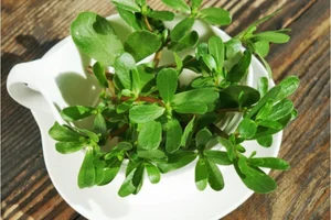 Valuable Wild Vegetables: Vietnamese Herbs Selling for Premium Prices Abroad - image 5
