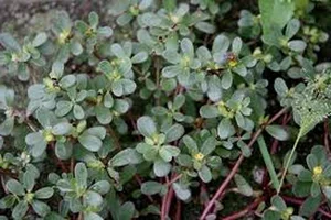 Valuable Wild Vegetables: Vietnamese Herbs Selling for Premium Prices Abroad - image 7