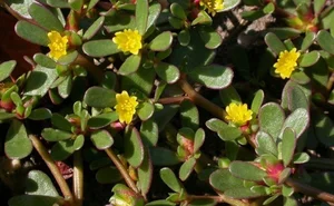 Valuable Wild Vegetables: Vietnamese Herbs Selling for Premium Prices Abroad - image 2