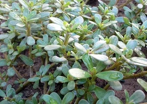 Valuable Wild Vegetables: Vietnamese Herbs Selling for Premium Prices Abroad - image 9