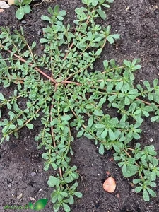 Valuable Wild Vegetables: Vietnamese Herbs Selling for Premium Prices Abroad - image 6