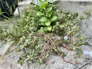 Valuable Wild Vegetables: Vietnamese Herbs Selling for Premium Prices Abroad - image 1