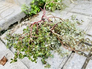 Valuable Wild Vegetables: Vietnamese Herbs Selling for Premium Prices Abroad - image 4