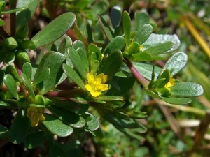 Valuable Wild Vegetables: Vietnamese Herbs Selling for Premium Prices Abroad - image 8