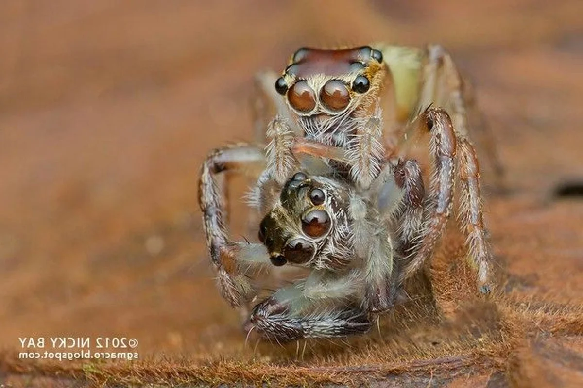 The Shocking Reality of Cannibalism in the Animal Kingdom Revealed