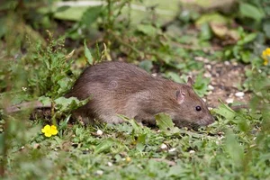 The Shocking Reality of Cannibalism in the Animal Kingdom Revealed - image 1