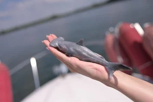 The Shocking Reality of Cannibalism in the Animal Kingdom Revealed - image 9