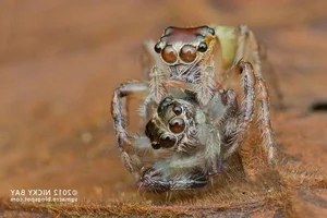 The Shocking Reality of Cannibalism in the Animal Kingdom Revealed - image 0