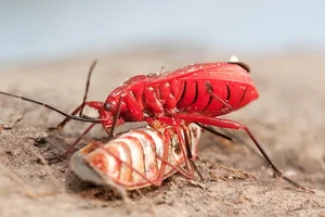 The Shocking Reality of Cannibalism in the Animal Kingdom Revealed - image 4