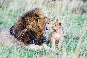 The Shocking Reality of Cannibalism in the Animal Kingdom Revealed - image 12