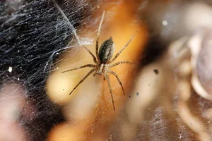 The Shocking Reality of Cannibalism in the Animal Kingdom Revealed - image 10