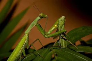 The Shocking Reality of Cannibalism in the Animal Kingdom Revealed - image 3