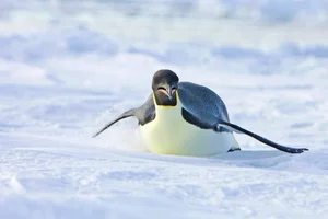 The Shocking Reality of Cannibalism in the Animal Kingdom Revealed - image 13