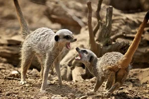 The Shocking Reality of Cannibalism in the Animal Kingdom Revealed - image 7