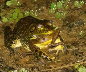 The Shocking Reality of Cannibalism in the Animal Kingdom Revealed - image 2
