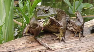 The Shocking Reality of Cannibalism in the Animal Kingdom Revealed - image 8