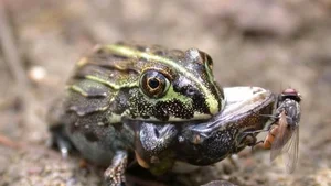 The Shocking Reality of Cannibalism in the Animal Kingdom Revealed - image 6