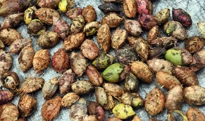 Wild Fruit Once Left to Rot Now Sells for Half a Million VND Per Kilogram - image 5