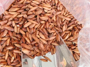 Wild Fruit Once Left to Rot Now Sells for Half a Million VND Per Kilogram - image 9