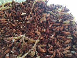 Wild Fruit Once Left to Rot Now Sells for Half a Million VND Per Kilogram - image 7