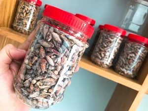 Wild Fruit Once Left to Rot Now Sells for Half a Million VND Per Kilogram - image 6