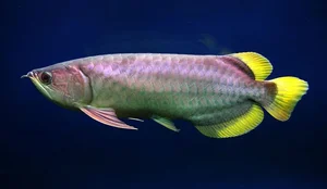 15 Fascinating Facts About the Arowana: The Living Dragon Fish - image 3