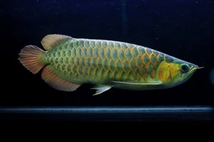 15 Fascinating Facts About the Arowana: The Living Dragon Fish - image 7