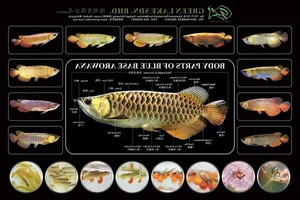 15 Fascinating Facts About the Arowana: The Living Dragon Fish - image 9