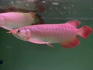 15 Fascinating Facts About the Arowana: The Living Dragon Fish - image 14