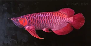 15 Fascinating Facts About the Arowana: The Living Dragon Fish - image 8