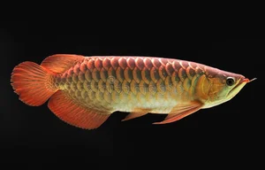 15 Fascinating Facts About the Arowana: The Living Dragon Fish - image 4