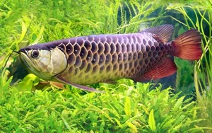 15 Fascinating Facts About the Arowana: The Living Dragon Fish - image 0