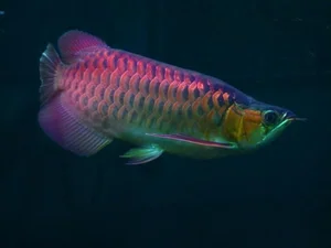 15 Fascinating Facts About the Arowana: The Living Dragon Fish - image 10