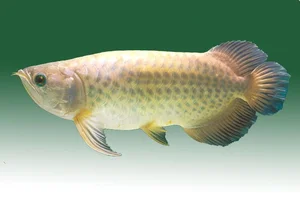 15 Fascinating Facts About the Arowana: The Living Dragon Fish - image 12