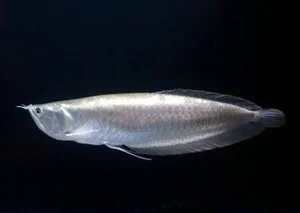15 Fascinating Facts About the Arowana: The Living Dragon Fish - image 2