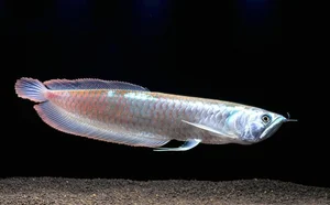 15 Fascinating Facts About the Arowana: The Living Dragon Fish - image 6