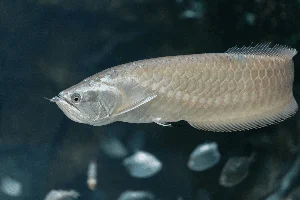 15 Fascinating Facts About the Arowana: The Living Dragon Fish - image 13