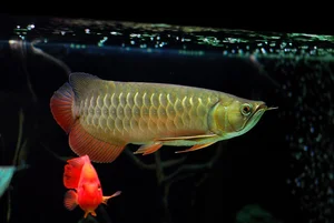 15 Fascinating Facts About the Arowana: The Living Dragon Fish - image 5