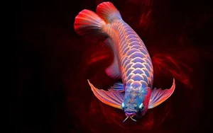 15 Fascinating Facts About the Arowana: The Living Dragon Fish - image 11
