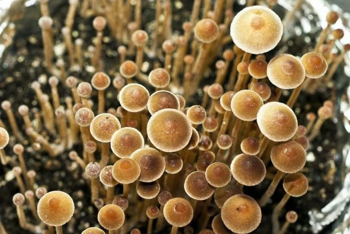 15 Bizarre Fungi Species That Will Amaze Your Senses