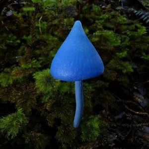 15 Bizarre Fungi Species That Will Amaze Your Senses - image 11