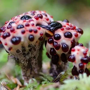 15 Bizarre Fungi Species That Will Amaze Your Senses - image 12