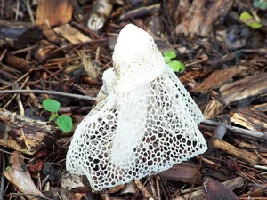 15 Bizarre Fungi Species That Will Amaze Your Senses - image 5