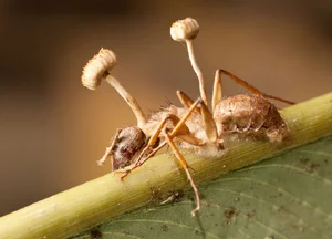 15 Bizarre Fungi Species That Will Amaze Your Senses - image 10