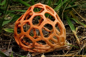 15 Bizarre Fungi Species That Will Amaze Your Senses - image 3