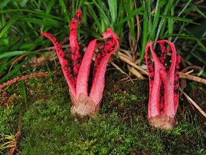 15 Bizarre Fungi Species That Will Amaze Your Senses - image 2