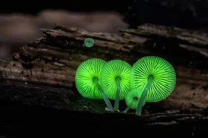 15 Bizarre Fungi Species That Will Amaze Your Senses - image 9