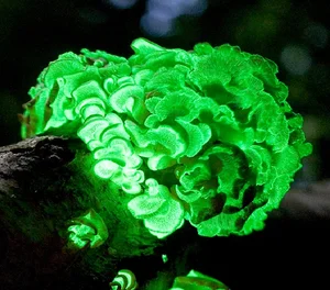 15 Bizarre Fungi Species That Will Amaze Your Senses - image 4