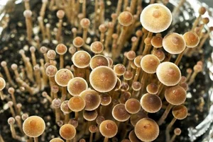 15 Bizarre Fungi Species That Will Amaze Your Senses - image 0