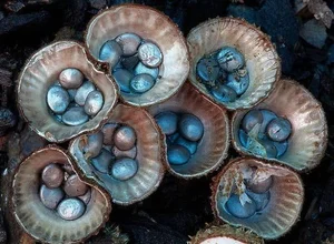 15 Bizarre Fungi Species That Will Amaze Your Senses - image 7
